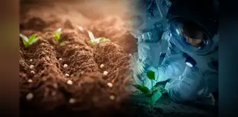 La innovadora forma con la que buscan cultivar vegetales en Marte con ayuda de los mayas La innovadora forma con la que buscan cultivar vegetales en Marte con ayuda de los mayas
