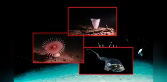 Las sorprendentes imágenes de especies con aspecto alienígena halladas en zonas "menos exploradas de la Tierra"