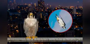El ave más rápida de Sudamérica y el mundo que ha sorprendido a vecinos de San Borja en los últimos días