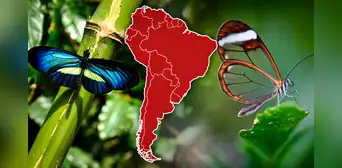 El país de Sudamérica que alberga la mayor variedad de especies de mariposas en el mundo El país de Sudamérica que alberga la mayor variedad de especies de mariposas en el mundo