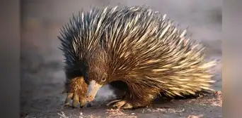 ¿Cuál es el animal más raro del mundo?: es un mamífero que pone huevos y no es el Ornitorrinco ¿Cuál es el animal más raro del mundo?: es un mamífero que pone huevos y no es el Ornitorrinco