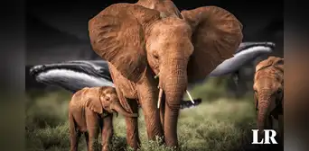 Conoce al animal más grande en la Tierra: su peso es equivalente a 33 elefantes Conoce al animal más grande en la Tierra: su peso es equivalente a 33 elefantes