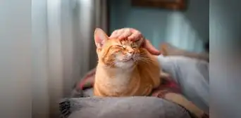 Estudio científico revela las 5 razas de gato que viven más años: conoce cuáles son