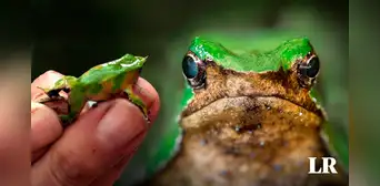 Conoce a la ranita de Darwin, el anfibio de Sudamérica que se destaca como un padre único en la Tierra Conoce a la ranita de Darwin, el anfibio de Sudamérica que se destaca como un padre único en la Tierra