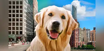Descubre las 5 mejores ciudades para salir de vacaciones con tu mascota en Estados Unidos