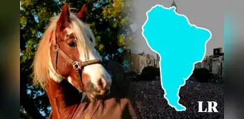 El país que lidera la exportación de carne de caballo en Sudamérica y es primero en el MUNDO: no es Perú ni Uruguay El país que lidera la exportación de carne de caballo en Sudamérica y es primero en el MUNDO: no es Perú ni Uruguay