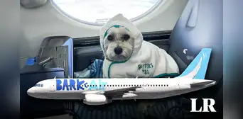 La primera aerolínea para perros y pasajeros ya está disponible en EE. UU.: viajarán en cabinas y no en jaulas
