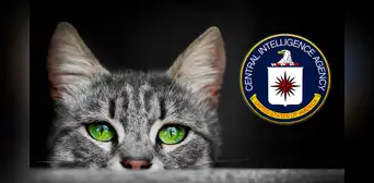 Operación Acoustic Kitty, la misión que costó US$20 millones y quiso convertir a gatos callejeros en agentes de la CIA Operación Acoustic Kitty, la misión que costó US$20 millones y quiso convertir a gatos callejeros en agentes de la CIA