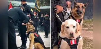 Perritos se ‘jubilaron’ tras servir varios años a la PNP y usuarios piden: “Pensión y seguro veterinario”