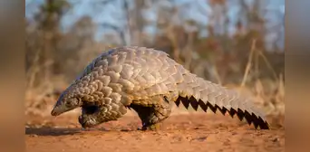 El extraño animal que ha sido encontrado en África tras casi 24 años de desaparición El extraño animal que ha sido encontrado en África tras casi 24 años de desaparición
