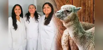 Científicas peruanas van a Corea por invento de vagina artificial que mejora la reproducción de alpacas Científicas peruanas van a Corea por invento de vagina artificial que mejora la reproducción de alpacas