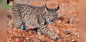 Lince ibérico: uno de los felinos más amenazados del mundo aumentó su población de 94 a más de 2.000 Lince ibérico: uno de los felinos más amenazados del mundo aumentó su población de 94 a más de 2.000