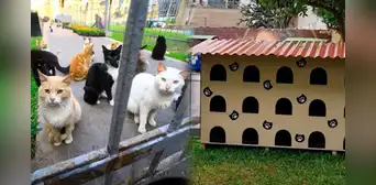 Parque Kennedy: el amor hacia los gatunos se convirtió en un "Michi Hotel"