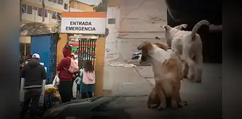 SMP: hombre golpea en el abdomen a mujer embarazada quien le increpó por agredir a un perro
