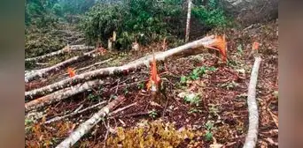 ¡Atentado ecológico! Fiscalía constata deforestación de bosques en cordillera Escalera en San Martín