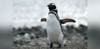 El increíble viaje de ‘Messi’, el pingüino de Magallanes que fue desde Argentina hasta Uruguay El increíble viaje de ‘Messi’, el pingüino de Magallanes que fue desde Argentina hasta Uruguay