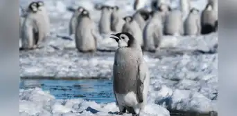 El animal que vive con las temperaturas más frías de la Tierra: no es el oso polar y soporta menos de 60° C
