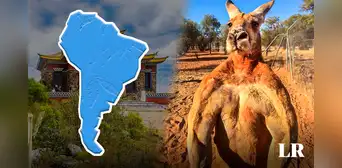 El país de Sudamérica que perdería una 'guerra' contra los canguros de Australia: cada ciudadano pelearía contra 14