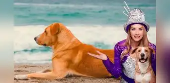 ‘Vaguito’ debutará en el circo tras éxito de película en cines, pero usuarios explotan: “Se estresa” ‘Vaguito’ debutará en el circo tras éxito de película en cines, pero usuarios explotan: “Se estresa”