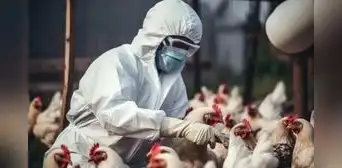 Detectan casos de gripe aviar en una de las avenidas más concurridas de Cusco