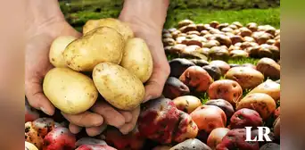 Ni Perú ni Rusia: este es el país que lidera en la mayor producción de papa en el mundo