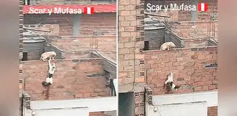 Gatos en Perú sorprenden al recrear icónica escena de ‘El rey león’: “Hasta Simba estuvo presente” Gatos en Perú sorprenden al recrear icónica escena de ‘El rey león’: “Hasta Simba estuvo presente”