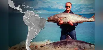 El pescado más caro del mundo está en América, cuesta más de 8 mil dólares y es cotizado en China El pescado más caro del mundo está en América, cuesta más de 8 mil dólares y es cotizado en China