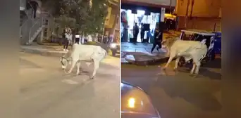 Santa Anita: toro embiste a transeúntes y desata caos en calles tras escaparse de camión