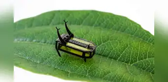 Ingenieros crean robots diminutos inspirados en insectos: uno mide 8 milímetros y pesa como un grano de arroz Ingenieros crean robots diminutos inspirados en insectos: uno mide 8 milímetros y pesa como un grano de arroz