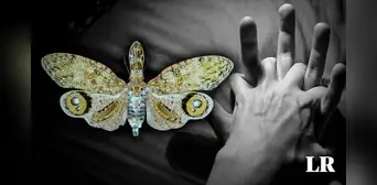La leyenda de la Machaca, el insecto cuyo veneno solo se cura con sexo y habita en Sudamérica