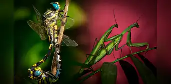 Decapitación, penes desmontables y más: las 6 extrañas costumbres de los insectos durante el sexo