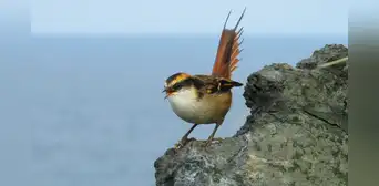 La pequeña ave que vive en islas al sur de Sudamérica y es estudiada por científicos para entender el estrés La pequeña ave que vive en islas al sur de Sudamérica y es estudiada por científicos para entender el estrés