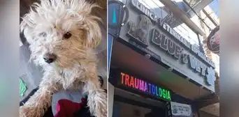Juliaca: joven denuncia que veterinaria le ofrece S/20 como compensación por perder a su perro