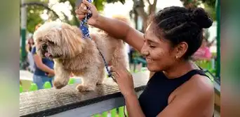 ¡Necesitan tu ayuda! Patatón 2024 busca recolectar 5 toneladas de alimentos para perros y gatos ¡Necesitan tu ayuda! Patatón 2024 busca recolectar 5 toneladas de alimentos para perros y gatos