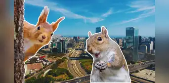 ¿Ves ardillas fuera de casa? Veterinario explica si son peligrosas para nuestra salud y para la de nuestras mascotas ¿Ves ardillas fuera de casa? Veterinario explica si son peligrosas para nuestra salud y para la de nuestras mascotas