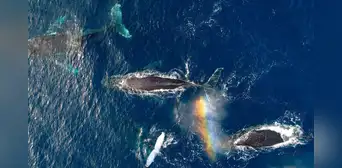 Científicos hallan sorprendente cambio en fisiología de ballenas tras pandemia de COVID-19