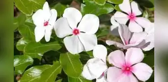 La planta medicinal que SOLO crece en Sudamérica y ayuda en el tratamiento contra el cáncer y la diabetes