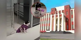 Conoce a Manchas, la perrita de la UNI que cuida el nuevo edificio de Investigación: fue rescatada y realiza acrobacias Conoce a Manchas, la perrita de la UNI que cuida el nuevo edificio de Investigación: fue rescatada y realiza acrobacias