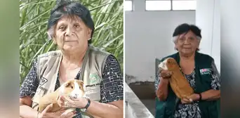 La ingeniera de la UNALM que lideró la creación de 4 razas de cuyes en el Perú: "Fui la única mujer de mi promoción" La ingeniera de la UNALM que lideró la creación de 4 razas de cuyes en el Perú: "Fui la única mujer de mi promoción"