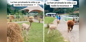 Alpaca esquilada e ignorada por sus compañeras genera bromas: “Cuando no tienes lana a nadie le importas” Alpaca esquilada e ignorada por sus compañeras genera bromas: “Cuando no tienes lana a nadie le importas”