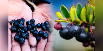 Conoce la fruta que crece en el Perú y tiene el mismo efecto que el alcohol: los españoles la consideraban maldita