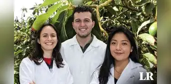 Estudiantes peruanos diseñan fórmula para mejorar cultivos de palta en Ica y destacan en competencia mundial Estudiantes peruanos diseñan fórmula para mejorar cultivos de palta en Ica y destacan en competencia mundial