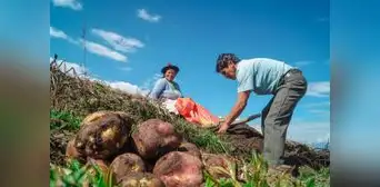 Sector agropecuario creció 5,4% en los primeros cinco meses del año Sector agropecuario creció 5,4% en los primeros cinco meses del año