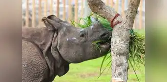 Parque de las Leyendas: rinoceronte de la India cumple 4 años este 9 de julio