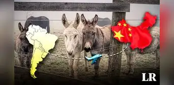 Estos son los 2 países de Sudamérica que exportan carne de burro a China: conoce el motivo de su gran demanda Estos son los 2 países de Sudamérica que exportan carne de burro a China: conoce el motivo de su gran demanda