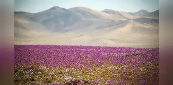 El desierto más seco del mundo se llena de flores en un raro fenómeno: se encuentra en Sudamérica El desierto más seco del mundo se llena de flores en un raro fenómeno: se encuentra en Sudamérica