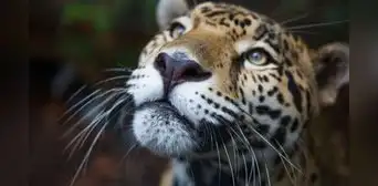 Animales silvestres en peligro: tráfico y tenencia ilegal son las principales amenazas a la fauna amazónica