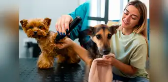 Florida ofrece empleo de hasta 700 dólares a la semana por peinar mascotas: requisitos hablar español Florida ofrece empleo de hasta 700 dólares a la semana por peinar mascotas: requisitos hablar español