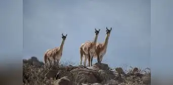 Cerro Verde es reconocida por su contribución a la conservación de la biodiversidad Cerro Verde es reconocida por su contribución a la conservación de la biodiversidad