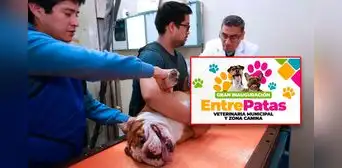 San Juan de Lurigancho contará con nueva veterinaria municipal: conoce su ubicación y fecha de apertura San Juan de Lurigancho contará con nueva veterinaria municipal: conoce su ubicación y fecha de apertura